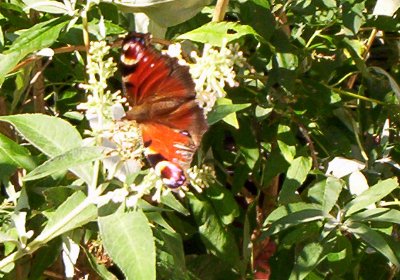 A peacock butterfly on the&nbsp;buddhlia.